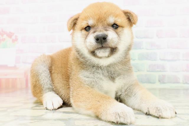 福井県の柴犬(標準サイズ) (Coo&RIKU福井店/2026年6月1日生まれ/女の子/赤)の子犬の3枚目の画像