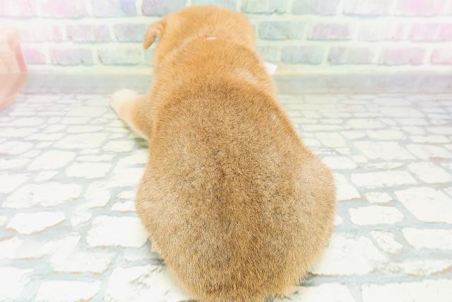 福井県の柴犬(標準サイズ) (Coo&RIKU福井店/2026年6月1日生まれ/女の子/赤)の子犬の4枚目の画像