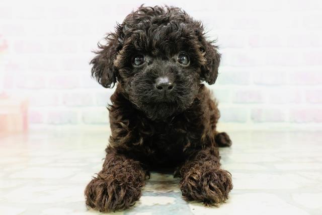 石川県のトイプードル(トイ) (Coo&RIKU金沢店/2026年6月1日生まれ/女の子/ブリンドル)の子犬の1枚目の画像