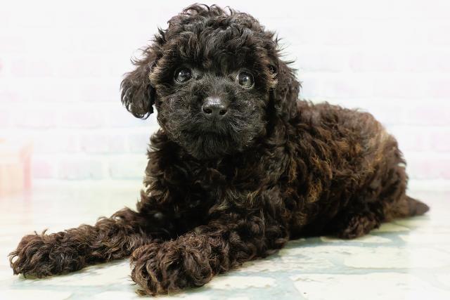 石川県のトイプードル(トイ) (Coo&RIKU金沢店/2026年6月1日生まれ/女の子/ブリンドル)の子犬の2枚目の画像