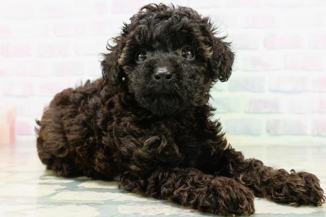 石川県のトイプードル(トイ) (Coo&RIKU金沢店/2026年6月1日生まれ/女の子/ブリンドル)の子犬の3枚目の画像