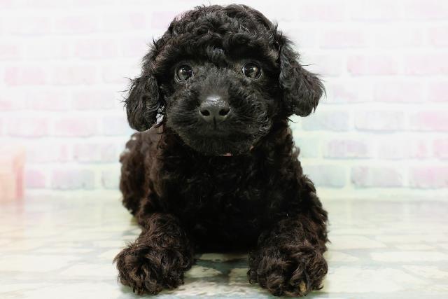 新潟県のトイプードル(トイ) (Coo&RIKU新潟東店/2026年6月1日生まれ/女の子/ブラック)の子犬の1枚目の画像