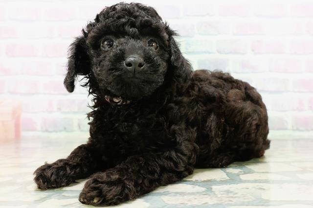 新潟県のトイプードル(トイ) (Coo&RIKU新潟東店/2026年6月1日生まれ/女の子/ブラック)の子犬の2枚目の画像