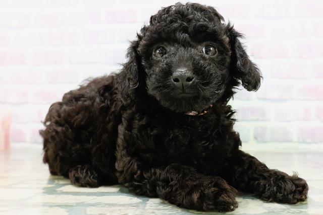 新潟県のトイプードル(トイ) (Coo&RIKU新潟東店/2026年6月1日生まれ/女の子/ブラック)の子犬の3枚目の画像