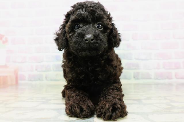 福島県のトイプードル(トイ) (Coo&RIKU会津若松店/2026年6月1日生まれ/男の子/ブリンドル)の子犬の1枚目の画像