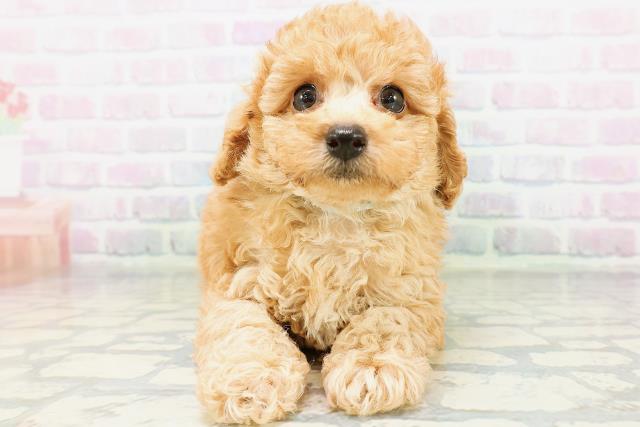 沖縄県のトイプードル(トイ) (Coo&RIKU石垣店/2026年5月31日生まれ/男の子/アプリコット)の子犬の1枚目の画像