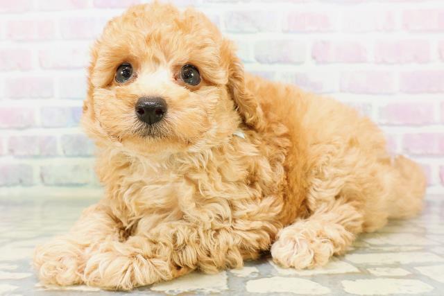 沖縄県のトイプードル(トイ) (Coo&RIKU石垣店/2026年5月31日生まれ/男の子/アプリコット)の子犬の2枚目の画像