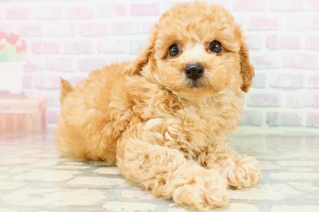 沖縄県のトイプードル(トイ) (Coo&RIKU石垣店/2026年5月31日生まれ/男の子/アプリコット)の子犬の3枚目の画像