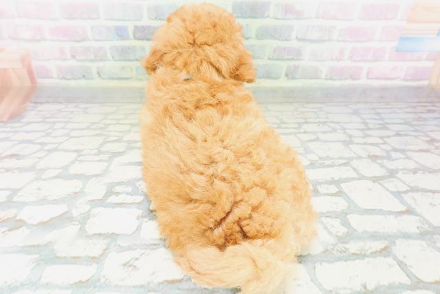 沖縄県のトイプードル(トイ) (Coo&RIKU石垣店/2026年5月31日生まれ/男の子/アプリコット)の子犬の4枚目の画像