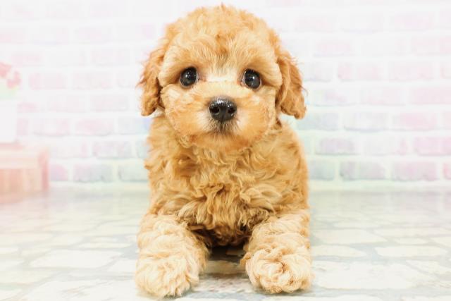 北海道のトイプードル(トイ) (Coo&RIKU帯広店/2026年5月31日生まれ/男の子/アプリコット)の子犬の1枚目の画像