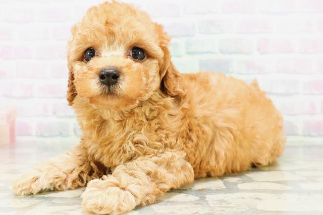 北海道のトイプードル(トイ) (Coo&RIKU帯広店/2026年5月31日生まれ/男の子/アプリコット)の子犬の2枚目の画像