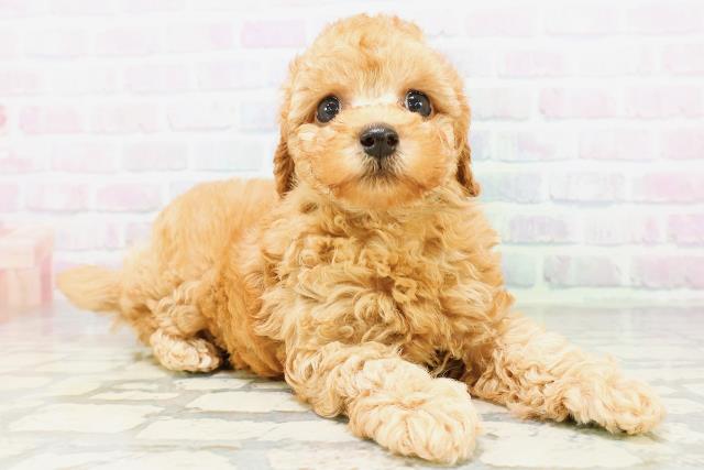 北海道のトイプードル(トイ) (Coo&RIKU帯広店/2026年5月31日生まれ/男の子/アプリコット)の子犬の3枚目の画像