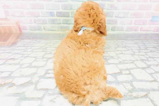 北海道のトイプードル(トイ) (Coo&RIKU帯広店/2026年5月31日生まれ/男の子/アプリコット)の子犬の4枚目の画像
