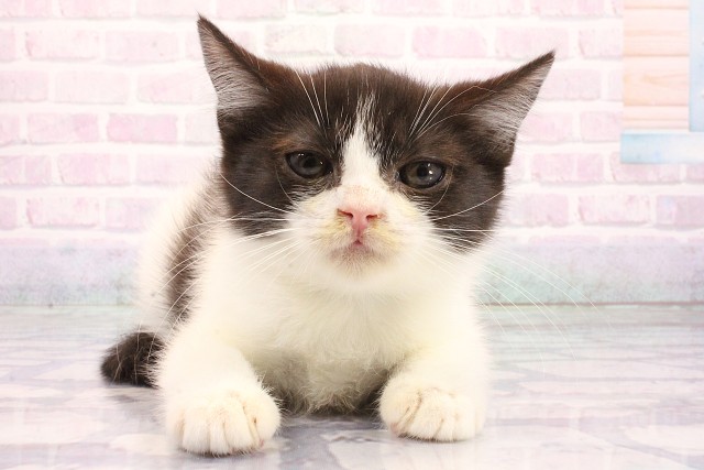 兵庫県のミヌエット (Coo&RIKU神戸三宮店/2026年5月22日生まれ/男の子/ブラックホワイト)の子猫の1枚目の画像