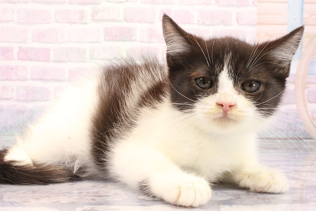 兵庫県のミヌエット (Coo&RIKU神戸三宮店/2026年5月22日生まれ/男の子/ブラックホワイト)の子猫の2枚目の画像