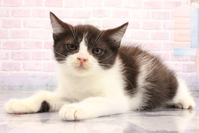 兵庫県のミヌエット (Coo&RIKU神戸三宮店/2026年5月22日生まれ/男の子/ブラックホワイト)の子猫の3枚目の画像