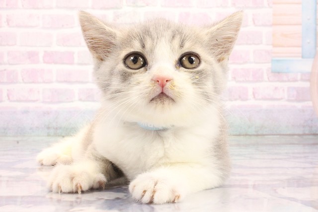 滋賀県のミヌエット (Coo&RIKU東近江店/2026年5月22日生まれ/男の子/ブルーホワイト)の子猫の1枚目の画像