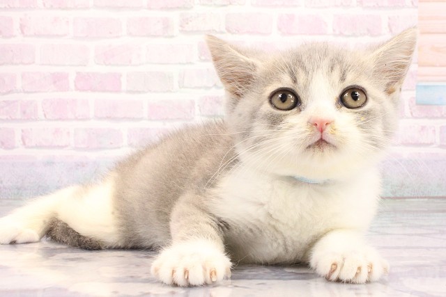 滋賀県のミヌエット (Coo&RIKU東近江店/2026年5月22日生まれ/男の子/ブルーホワイト)の子猫の2枚目の画像