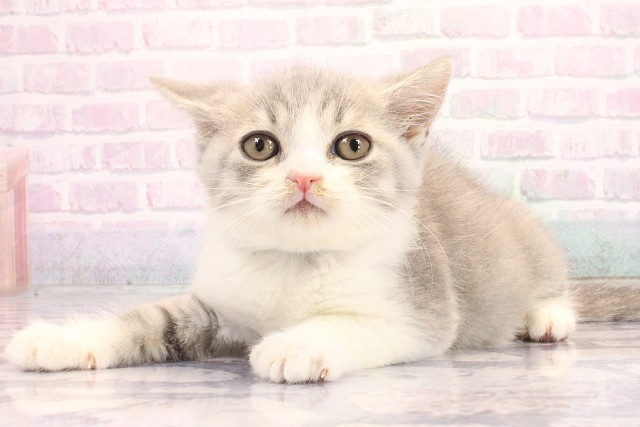 滋賀県のミヌエット (Coo&RIKU東近江店/2026年5月22日生まれ/男の子/ブルーホワイト)の子猫の3枚目の画像