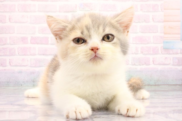 滋賀県のミヌエット (Coo&RIKU長浜店/2026年5月22日生まれ/女の子/キャリコ)の子猫の1枚目の画像