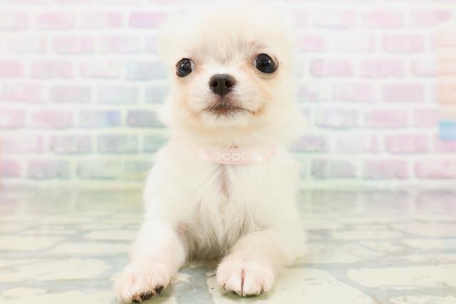 青森県のチワワ(ロング) (Coo&RIKU八戸店/2026年5月26日生まれ/女の子/クリーム)の子犬の1枚目の画像
