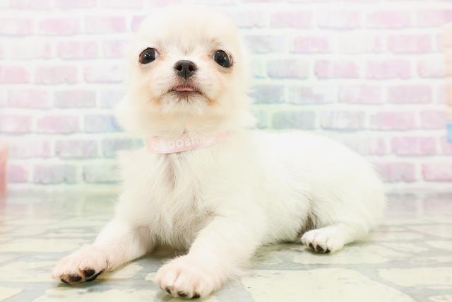 青森県のチワワ(ロング) (Coo&RIKU八戸店/2026年5月26日生まれ/女の子/クリーム)の子犬の2枚目の画像