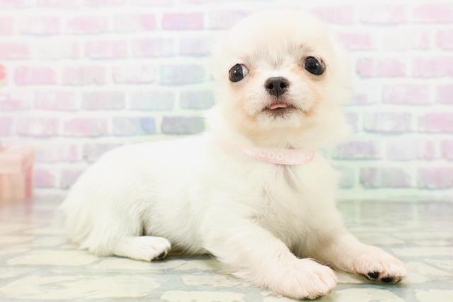 青森県のチワワ(ロング) (Coo&RIKU八戸店/2026年5月26日生まれ/女の子/クリーム)の子犬の3枚目の画像