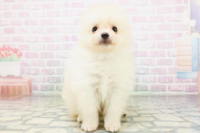 島根県のポメラニアン (Coo&RIKU出雲店/2026年5月31日生まれ/男の子/クリーム)の子犬の1枚目の画像