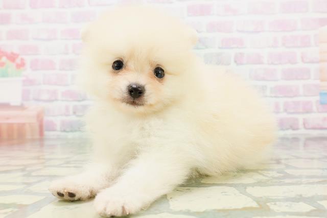 島根県のポメラニアン (Coo&RIKU出雲店/2026年5月31日生まれ/男の子/クリーム)の子犬の2枚目の画像