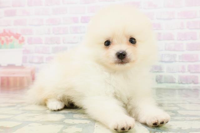 島根県のポメラニアン (Coo&RIKU出雲店/2026年5月31日生まれ/男の子/クリーム)の子犬の3枚目の画像