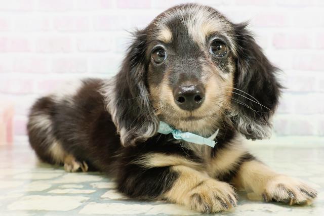 大阪府のミニチュアダックスフンド(ロング) (Coo&RIKU枚方店/2026年5月28日生まれ/男の子/シルバーダップル)の子犬の3枚目の画像