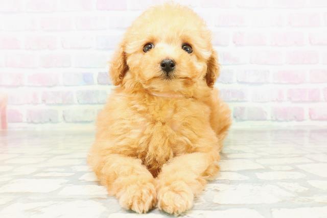 青森県のトイプードル(トイ) (Coo&RIKU八戸店/2026年5月29日生まれ/女の子/アプリコット)の子犬の1枚目の画像