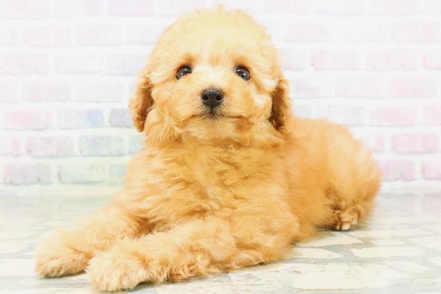 青森県のトイプードル(トイ) (Coo&RIKU八戸店/2026年5月29日生まれ/女の子/アプリコット)の子犬の2枚目の画像