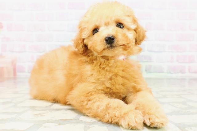 青森県のトイプードル(トイ) (Coo&RIKU八戸店/2026年5月29日生まれ/女の子/アプリコット)の子犬の3枚目の画像