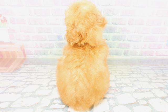 青森県のトイプードル(トイ) (Coo&RIKU八戸店/2026年5月29日生まれ/女の子/アプリコット)の子犬の4枚目の画像
