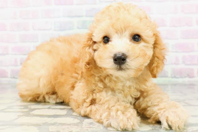 奈良県のトイプードル(トイ) (Coo&RIKU奈良新庄店/2026年5月30日生まれ/男の子/アプリコット)の子犬の3枚目の画像