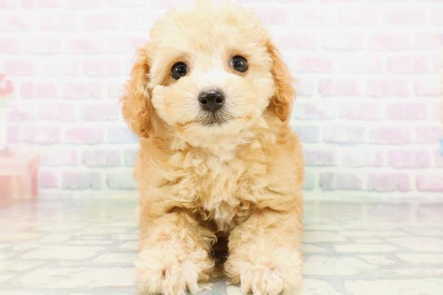 新潟県のトイプードル(トイ) (Coo&RIKU上越店/2026年5月30日生まれ/女の子/アプリコット)の子犬の1枚目の画像