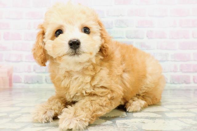 新潟県のトイプードル(トイ) (Coo&RIKU上越店/2026年5月30日生まれ/女の子/アプリコット)の子犬の2枚目の画像
