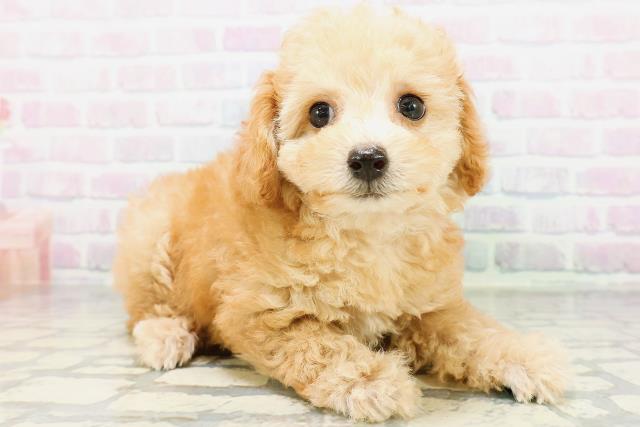 新潟県のトイプードル(トイ) (Coo&RIKU上越店/2026年5月30日生まれ/女の子/アプリコット)の子犬の3枚目の画像