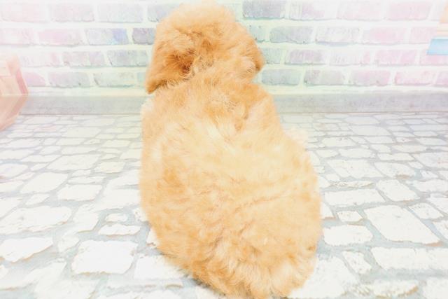 新潟県のトイプードル(トイ) (Coo&RIKU上越店/2026年5月30日生まれ/女の子/アプリコット)の子犬の4枚目の画像