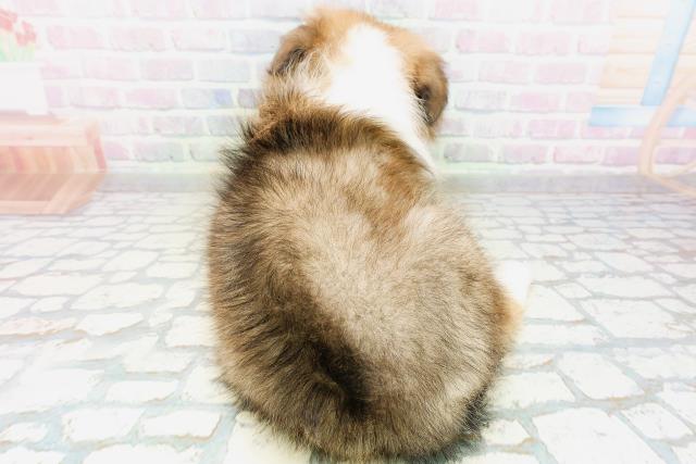 沖縄県のシェットランドシープドッグ (Coo&RIKUイオン北谷店/2026年5月31日生まれ/男の子/セーブルホワイト)の子犬の4枚目の画像