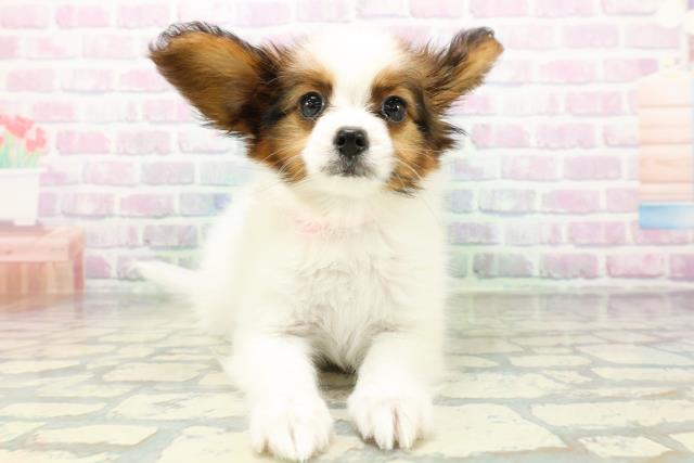 青森県のパピヨン (Coo&RIKU八戸店/2026年5月23日生まれ/女の子/ホワイトブラウン)の子犬の1枚目の画像