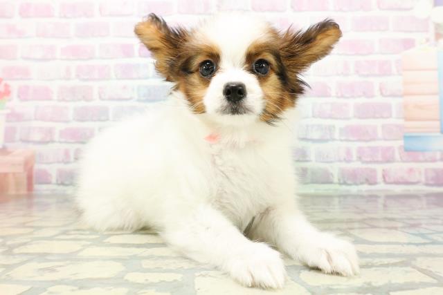 青森県のパピヨン (Coo&RIKU八戸店/2026年5月23日生まれ/女の子/ホワイトブラウン)の子犬の3枚目の画像