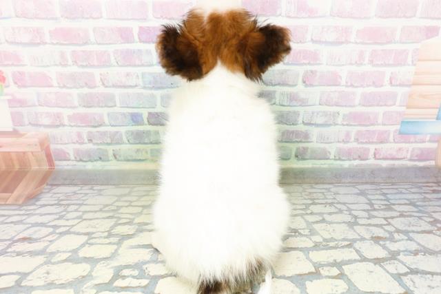 青森県のパピヨン (Coo&RIKU八戸店/2026年5月23日生まれ/女の子/ホワイトブラウン)の子犬の4枚目の画像
