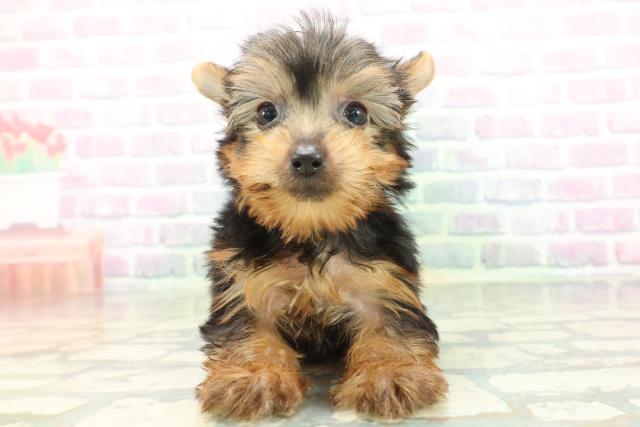 新潟県のヨークシャーテリア (Coo&RIKU新潟東店/2026年5月26日生まれ/男の子/スチールブルータン)の子犬の1枚目の画像