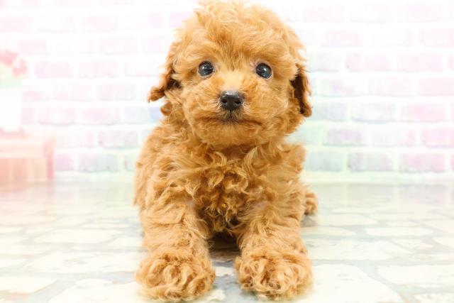 秋田県のトイプードル(トイ) (Coo&RIKU秋田店/2026年6月2日生まれ/女の子/レッド)の子犬の1枚目の画像