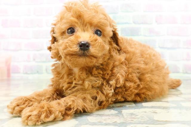 秋田県のトイプードル(トイ) (Coo&RIKU秋田店/2026年6月2日生まれ/女の子/レッド)の子犬の2枚目の画像