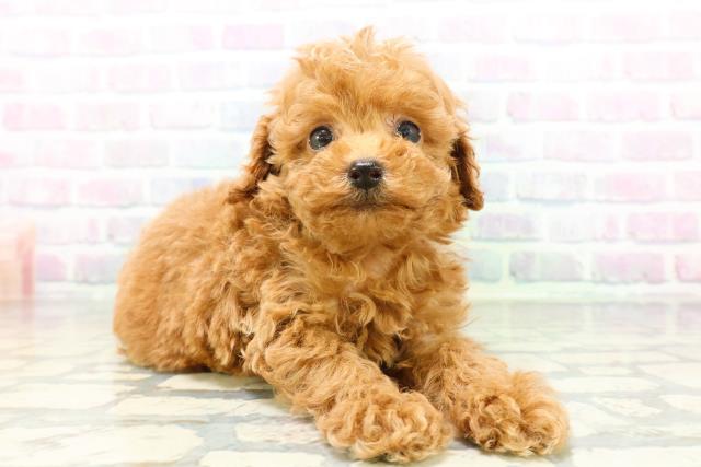 秋田県のトイプードル(トイ) (Coo&RIKU秋田店/2026年6月2日生まれ/女の子/レッド)の子犬の3枚目の画像