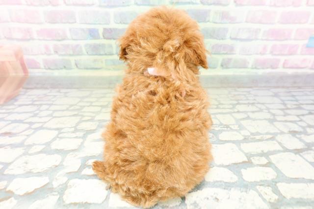 秋田県のトイプードル(トイ) (Coo&RIKU秋田店/2026年6月2日生まれ/女の子/レッド)の子犬の4枚目の画像