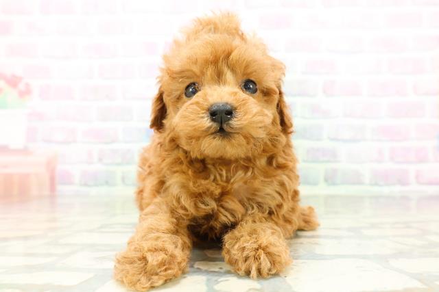 沖縄県のトイプードル(トイ) (Coo&RIKUイオン北谷店/2026年6月2日生まれ/女の子/レッド)の子犬の1枚目の画像
